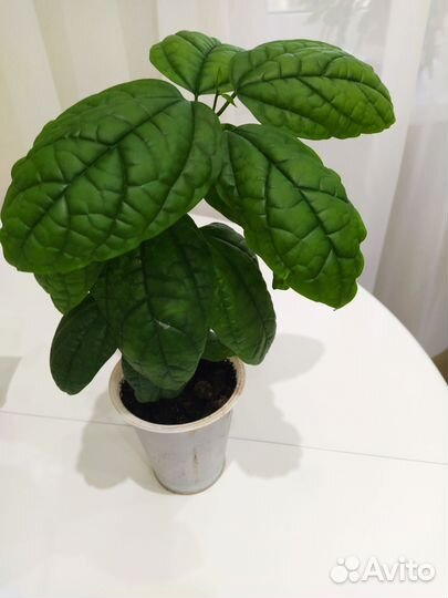 Клеродендрум томпсон