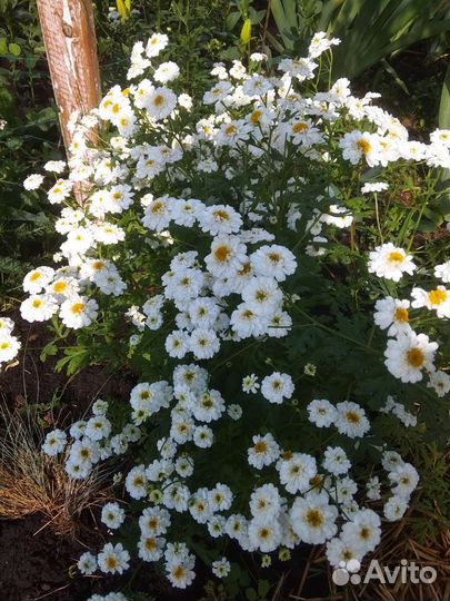 Садовые растения