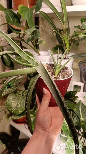 Комнатные растения