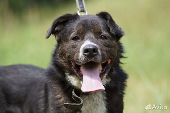 Бойка вы поисках лучшего дома