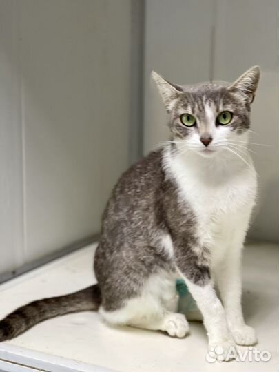 Кошка в дар