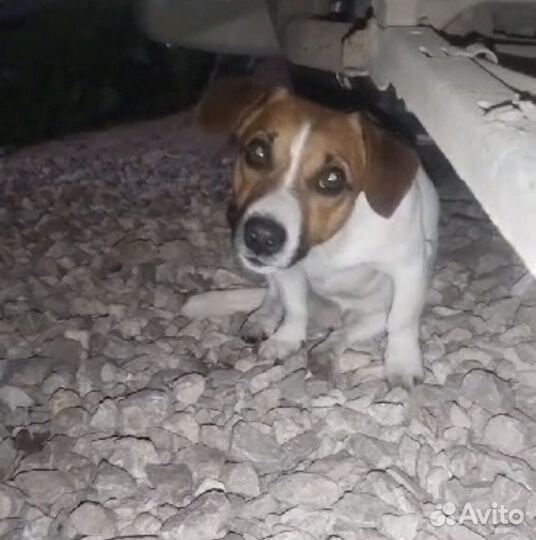Вязка джек Рассел терьер