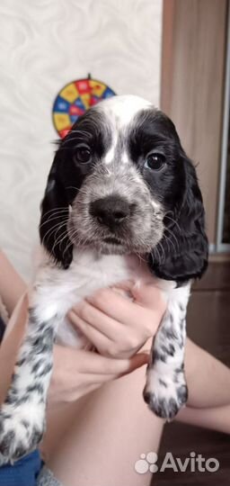 Продам щенков русского спаниеля