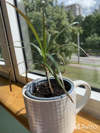 Детишки Драцены Маргината