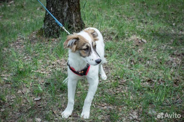 Щенок Элвис 6 месяцев ищет дом