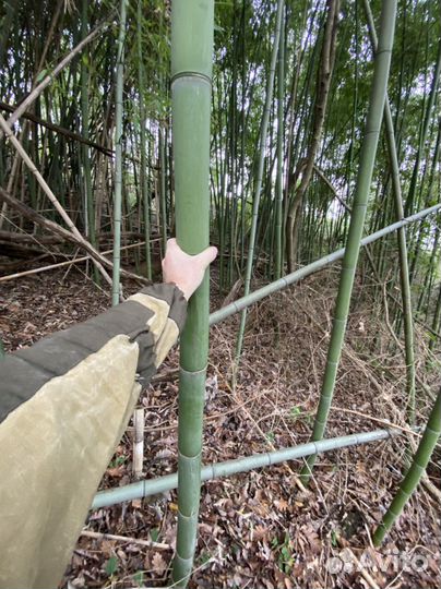 Бамбук корни и стволы