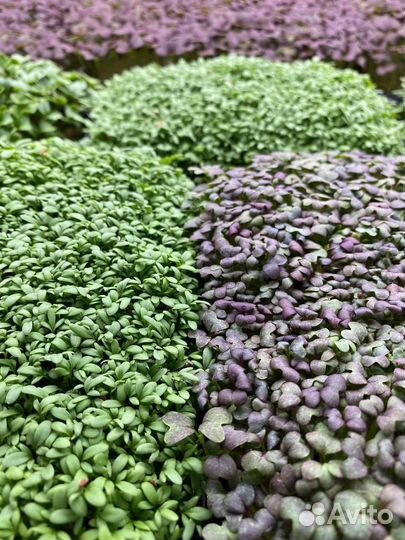 Семена для микрозелени