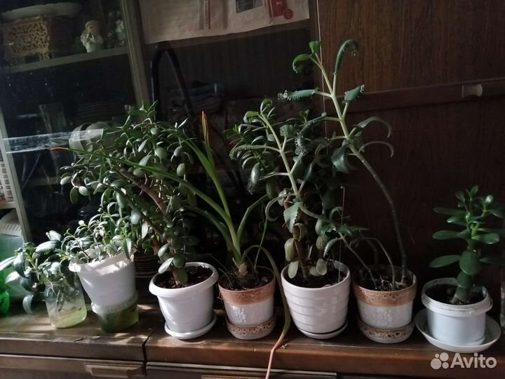 Комнатные цветы