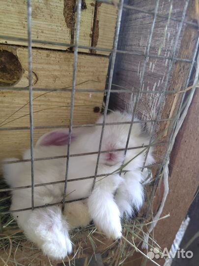 Продаю кроликов