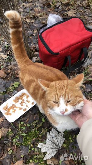 Котик окраса рыжий мраморный бенгал в дар бесплат