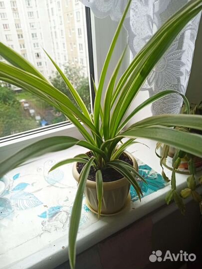 Комнатные цветы