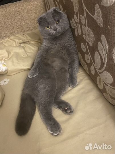 Британский кот на вязку(ищем кошечку)