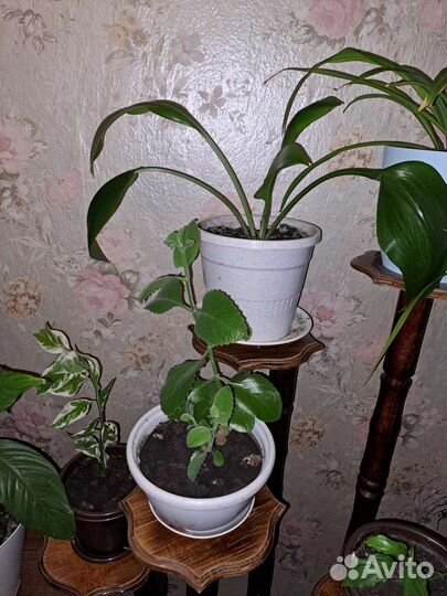 Комнатные цветы