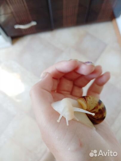 Улитка ахатина альбино
