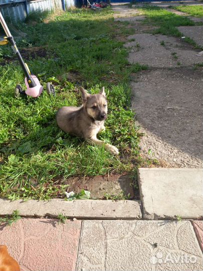 Домашние животные