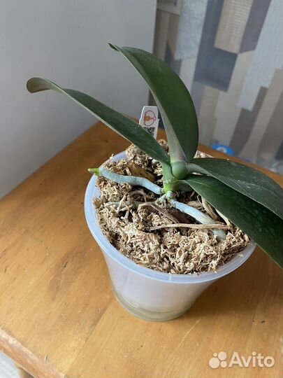 Орхидея фаленопсис