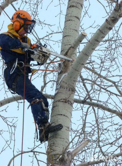 Спил деревьев