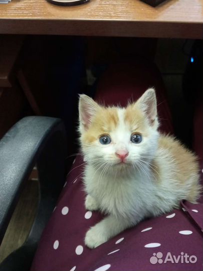 Кошки в добрые руки бесплатно