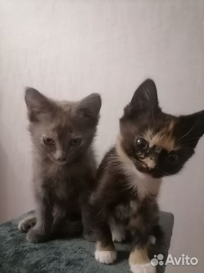 Котята бесплатно