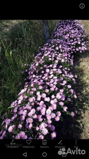 Сентябрики