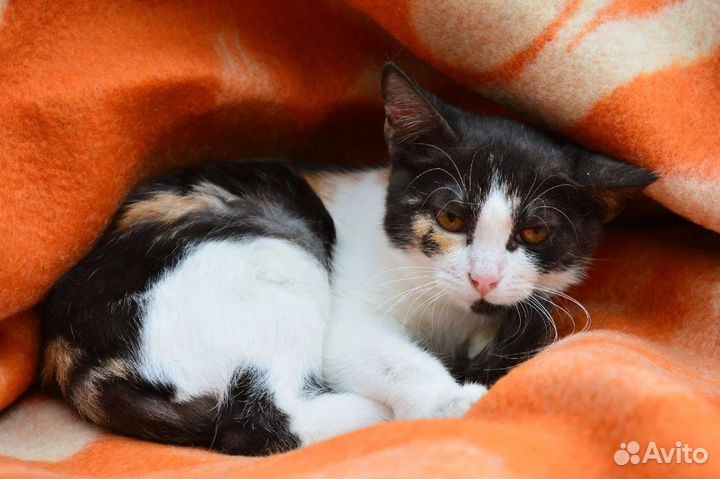 Кошечка в хорошие руки