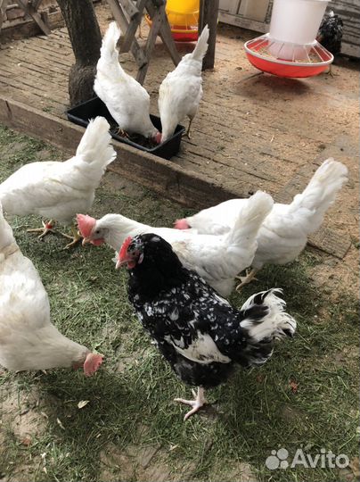 Куры несушки