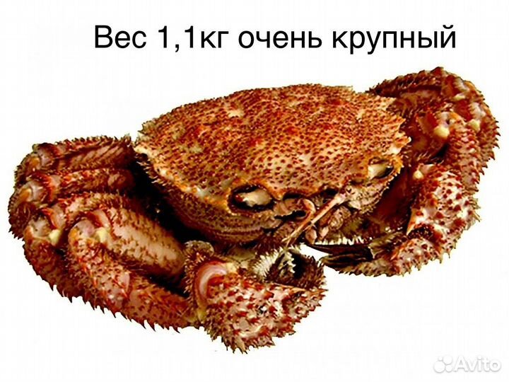 Краб волосатик