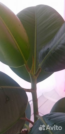 Фикус каучуконосный 50 см
