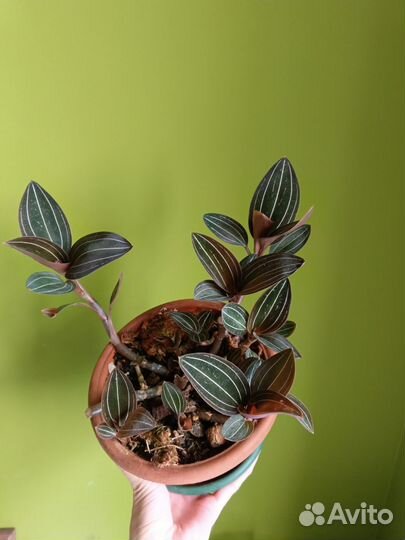 Драгоценная орхидея Лудизия