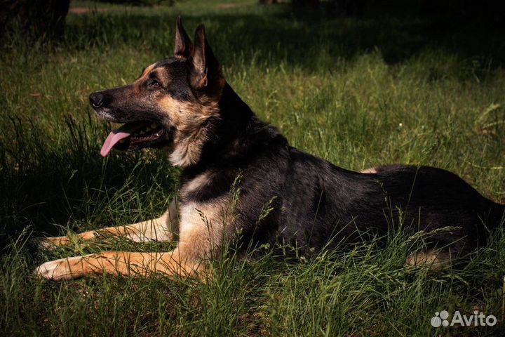 Собака Лукум