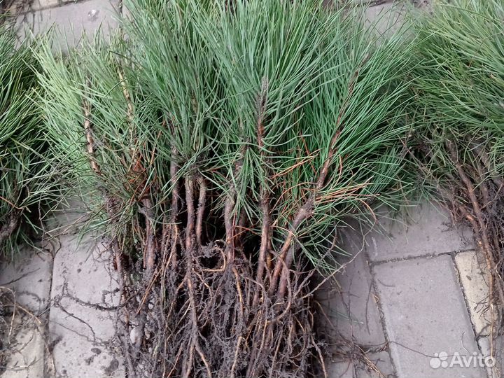 Сеянцы саженцы Сосна крымская