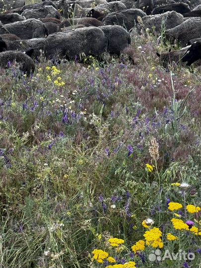 Племенные романовские овцы и ягнята