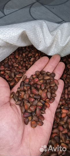 Орех кадровый