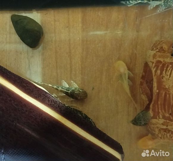 Сомики анциструсы