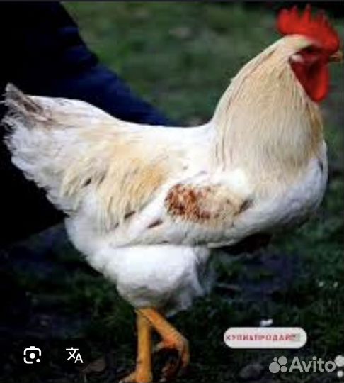 Продам петухов Ломан браун