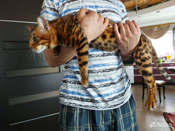 Бенгальский Кот вязка