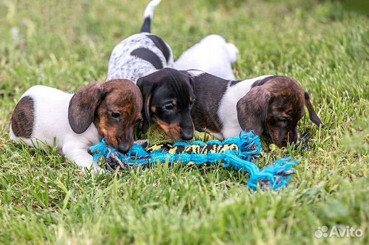 Таксы щенки, мальчики редкого окраса пайболд