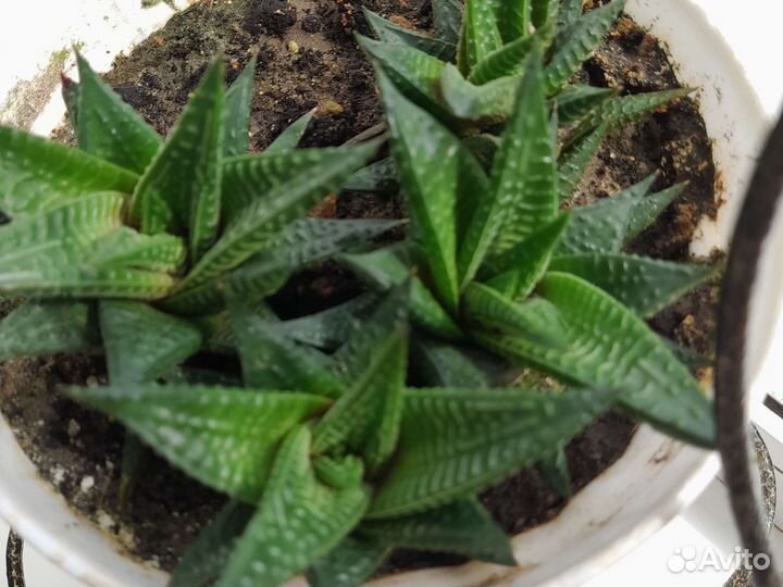 Хавортиопсис