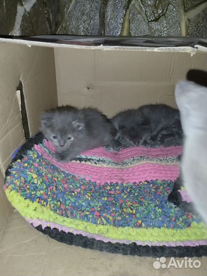 Отдам котят британских