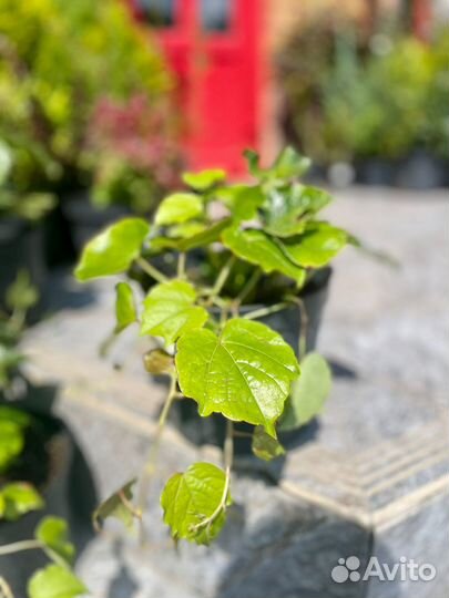 Саженцы декортивных растений