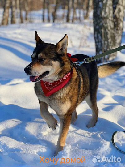 Молодой активный пес в поиске мамы и папы