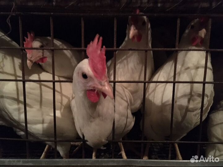 Куры молодки