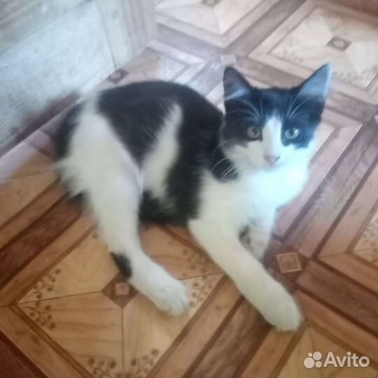 Кошка кошечка