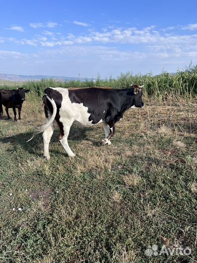 Корова с теленком бычок