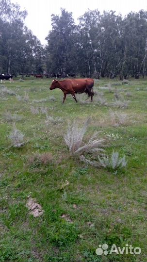 Корова стельная