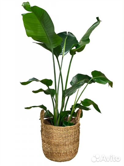 Стрелиция Николая 140 см