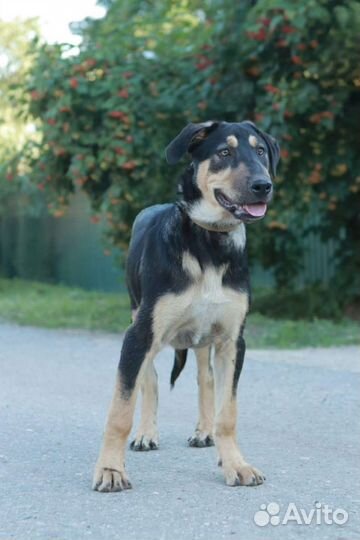 Щенок Тобби,4 месяца.В дар