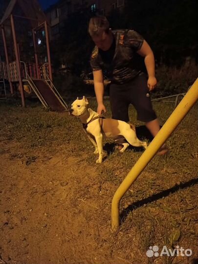 Питбуль вязка