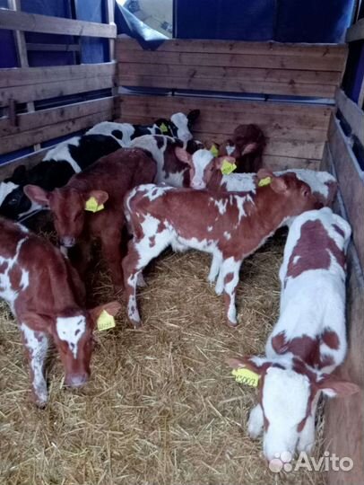 Телята бычки