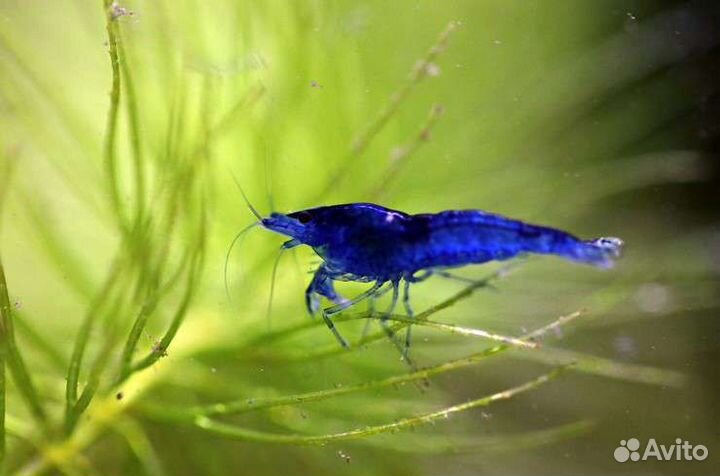 Креветки блю дрим